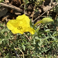 Oenothera hartwegii