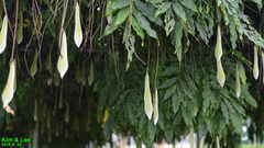 Wisteria floribunda