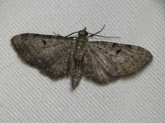 Eupithecia