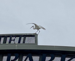 Egretta thula