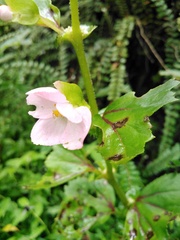 Begonia bulbillifera