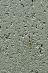 Cerodontha angustipennis