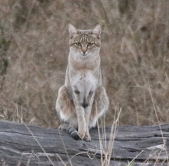 Felis lybica cafra