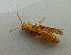 Polistes wattii
