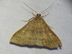 Renia discoloralis