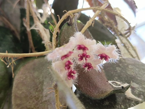 Hoya caudata Hook.f. 3