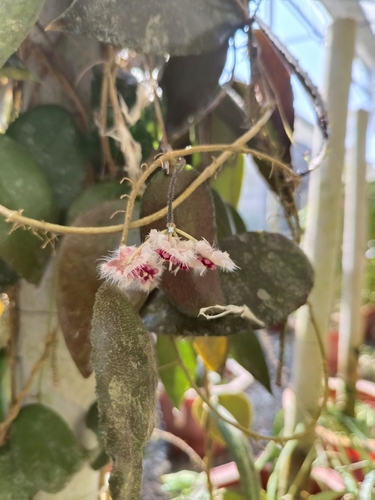 Hoya caudata Hook.f. 4