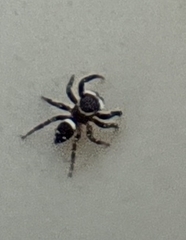 Hasarius adansoni