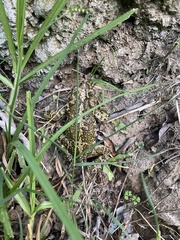 Incilius occidentalis