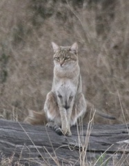 Felis lybica cafra