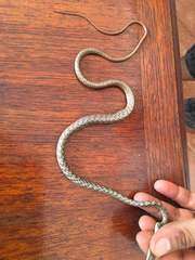 Dryophiops philippina