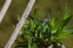 Archilestes californicus