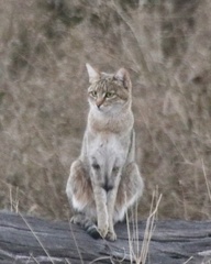 Felis lybica cafra