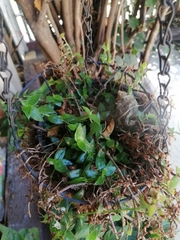 Mesembryanthemum cordifolium