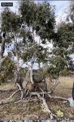 Eucalyptus viminalis