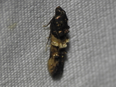 Walshia miscecolorella