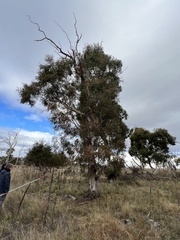 Eucalyptus viminalis