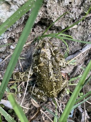 Incilius occidentalis