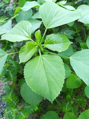 Acalypha indica