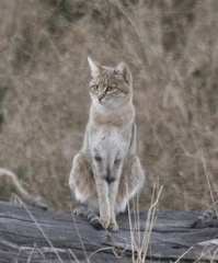 Felis lybica cafra