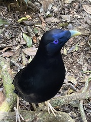 Ptilonorhynchus violaceus