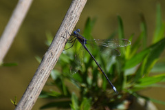 Archilestes californicus