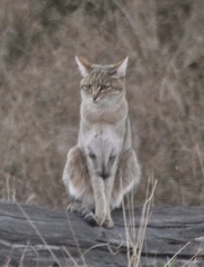 Felis lybica cafra