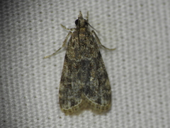 Eudonia heterosalis