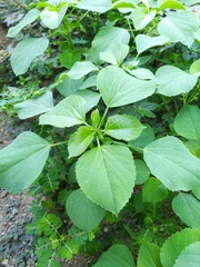 Acalypha indica