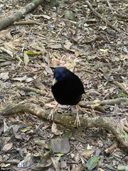 Ptilonorhynchus violaceus