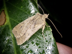 Rhynchaglaea fuscipennis