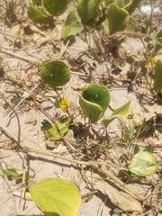 Chamaecrista hispidula