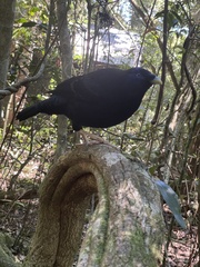 Ptilonorhynchus violaceus