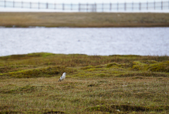 Plectrophenax nivalis