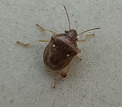 Eysarcoris ventralis