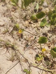 Chamaecrista hispidula