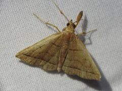 Zanclognatha jacchusalis