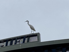 Egretta thula