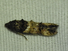 Walshia miscecolorella
