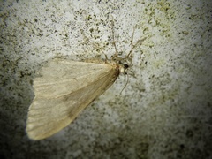 Epirrita viridipurpurescens