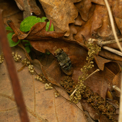 Gonia ussuriensis