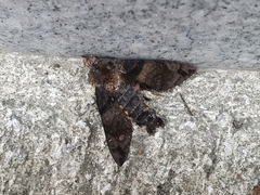 Macroglossum pyrrhosticta