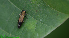 Agrilus chujoi