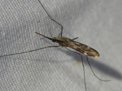 Anopheles punctipennis