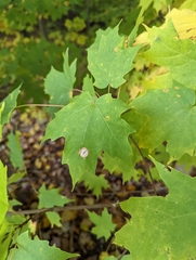 Acericecis ocellaris