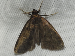 Idia diminuendis