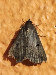 Bleptina caradrinalis