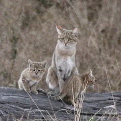 Felis lybica cafra
