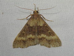 Renia discoloralis