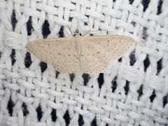 Idaea philocosma